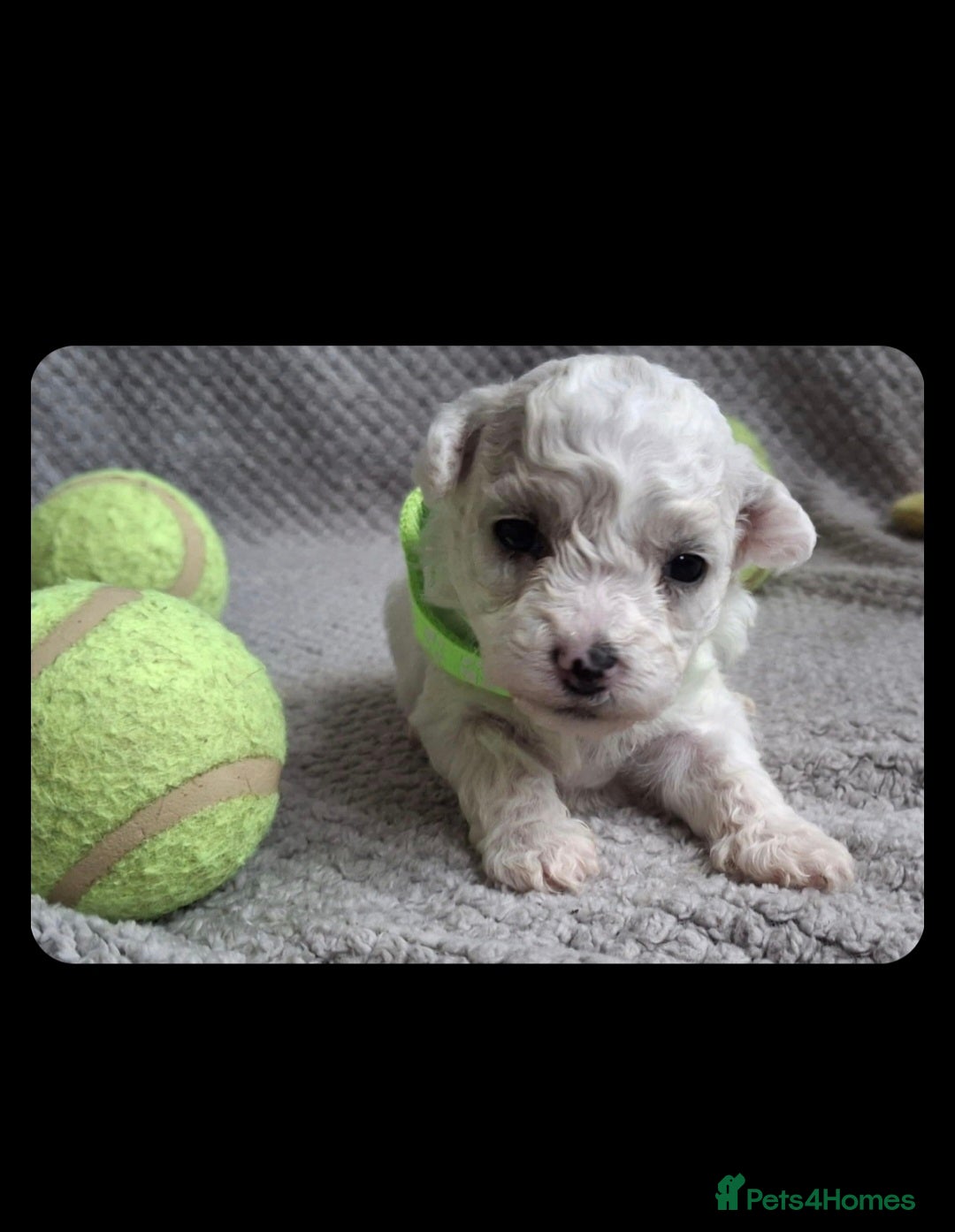 Bichon Frise dogs for sale: Beautiful Bichon Frise Litter 3M/1F – Puppy Pack - Image 9