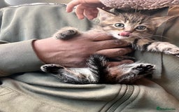 Mixed Breed cats for sale: Stunning litter of Bengal x Ragdoll kittens ready - Advert 1