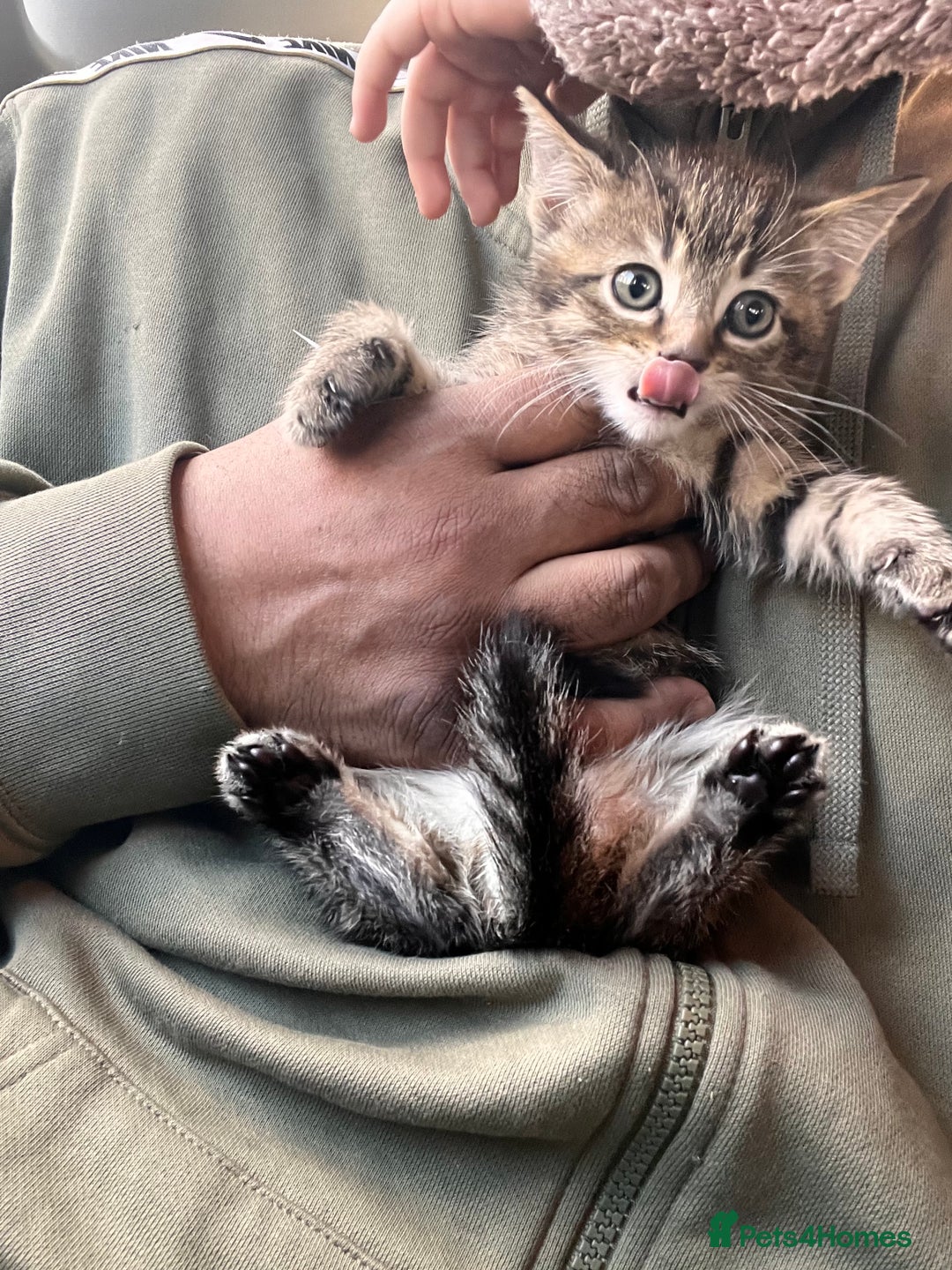 Mixed Breed cats for sale: Stunning litter of Bengal x Ragdoll kittens ready - Advert 1