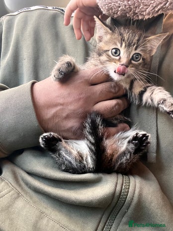 Mixed Breed cats Stunning litter of Bengal x Ragdoll kittens ready - Advert 1