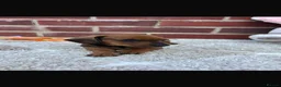 Dachshund dogs for sale: 5 gorgeous miniature dachshund puppy’s🐶 in Cullompton - Advert 19