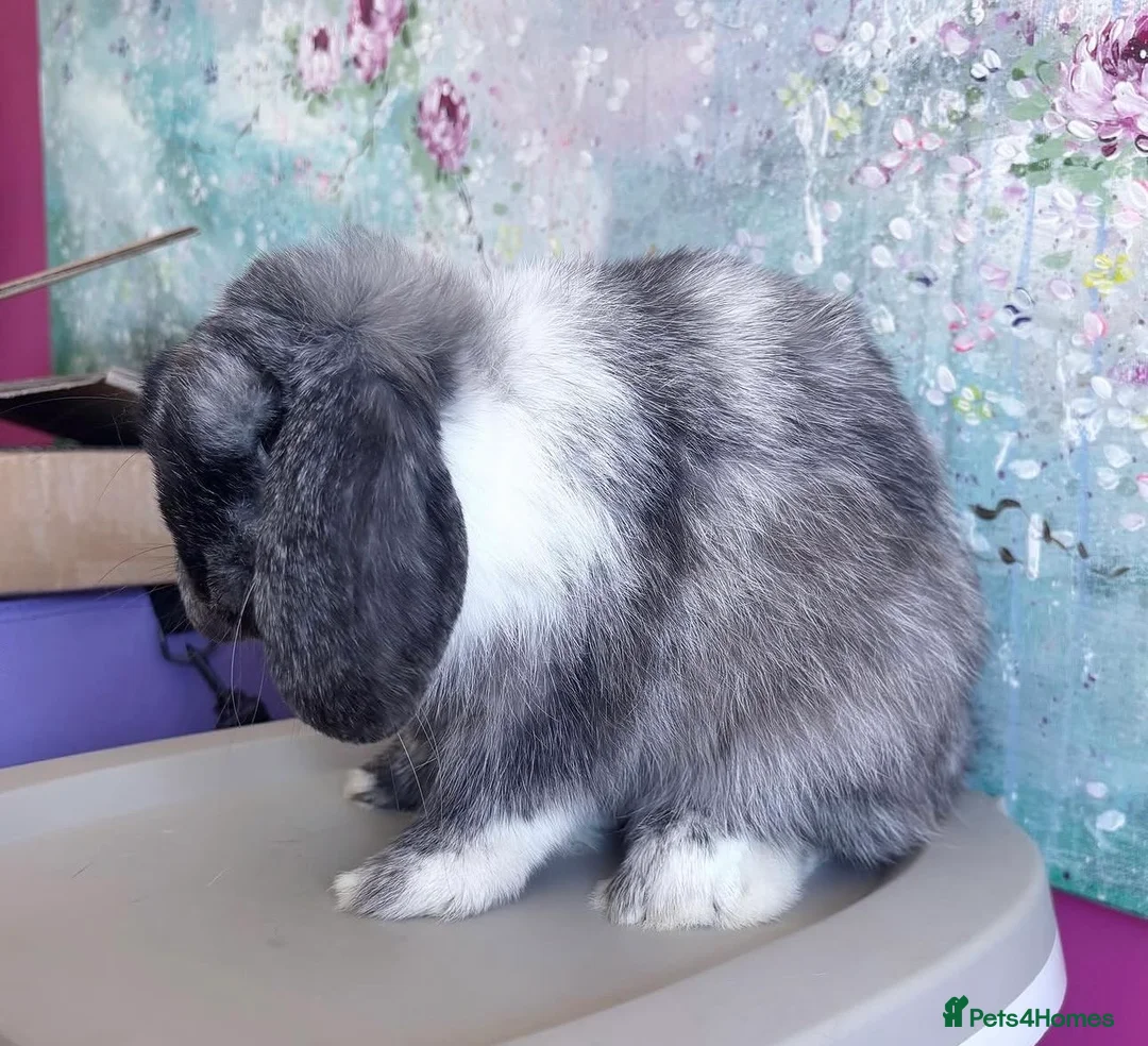 Mini Lop rabbits for sale: Beautiful Black Magpie Mini Lop Buck Available - Advert 2