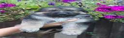 German Shepherd dogs for sale: Beautiful German sheppard puppies - Advert 13
