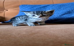 British Shorthair cats for sale: British shorthair x - Image 6
