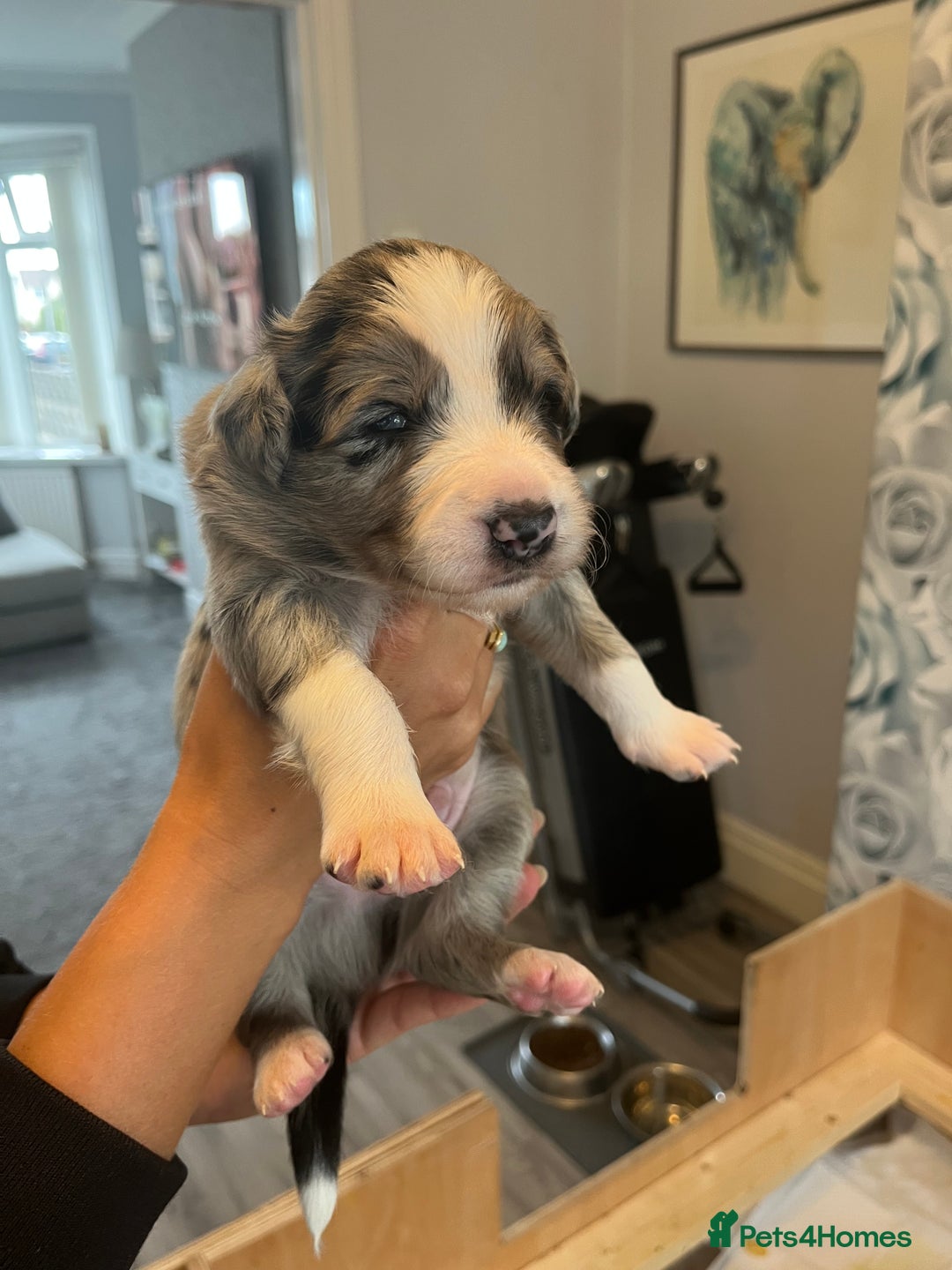 Border Collie dogs for sale: Border Collie pup- Merle, Black, Chocolate, Blonde - Image 5