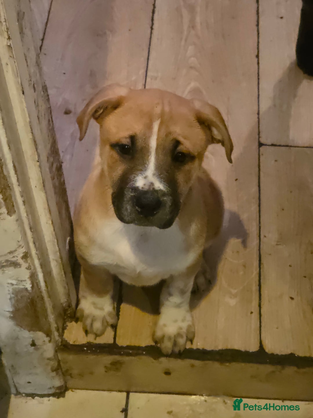 Mixed Breed dogs for sale: Chaffie Pups - Advert 3
