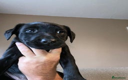 Labrador Retriever dogs for sale: Black Labrador bitch puppy  - Image 3