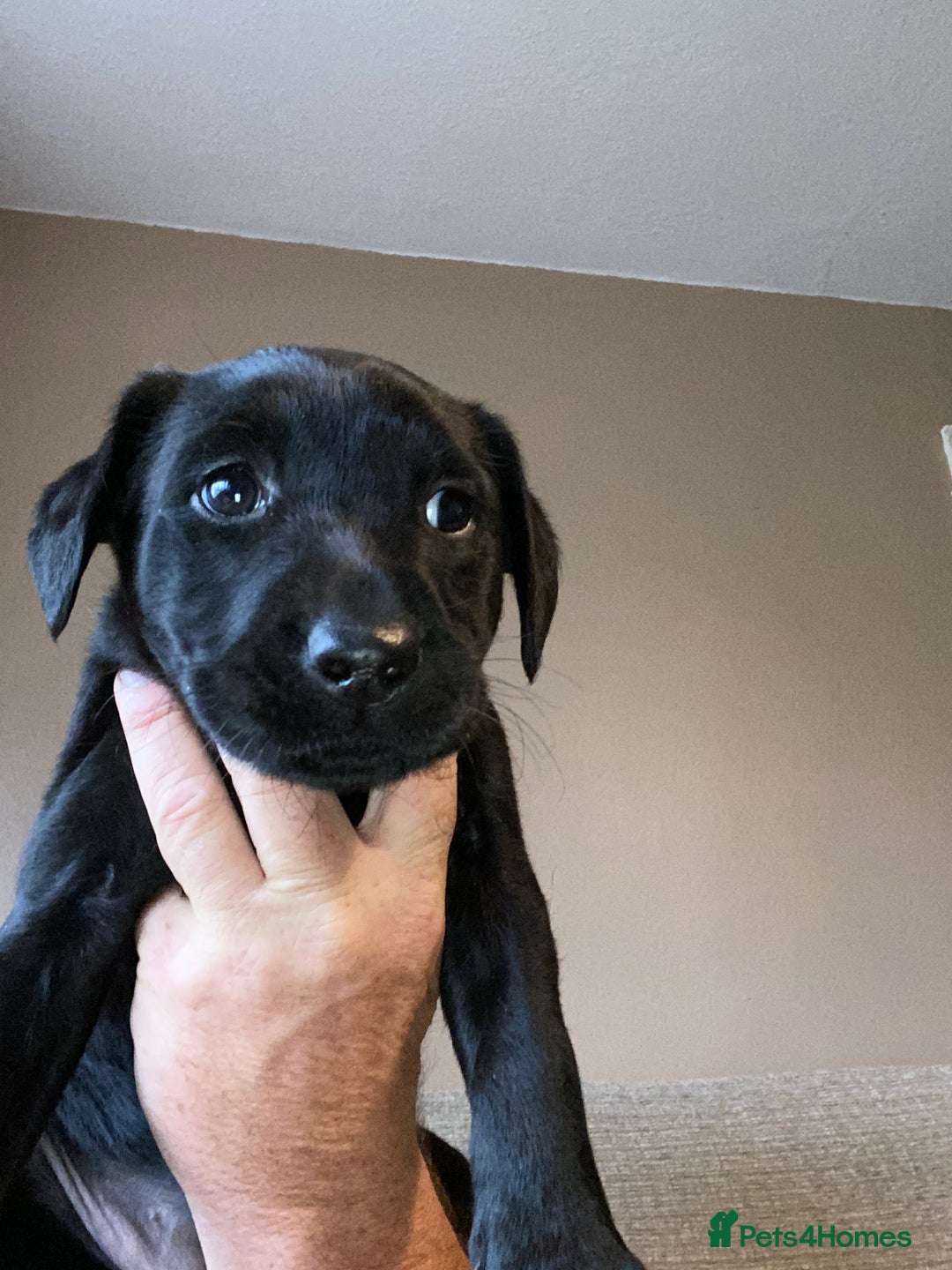 Labrador Retriever dogs for sale: Black Labrador bitch puppy  - Image 3
