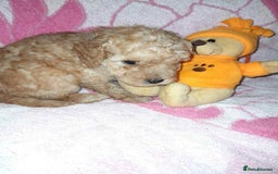 Cockapoo dogs for sale: Gorgeous Cockapoo puppy’s   - Image 14