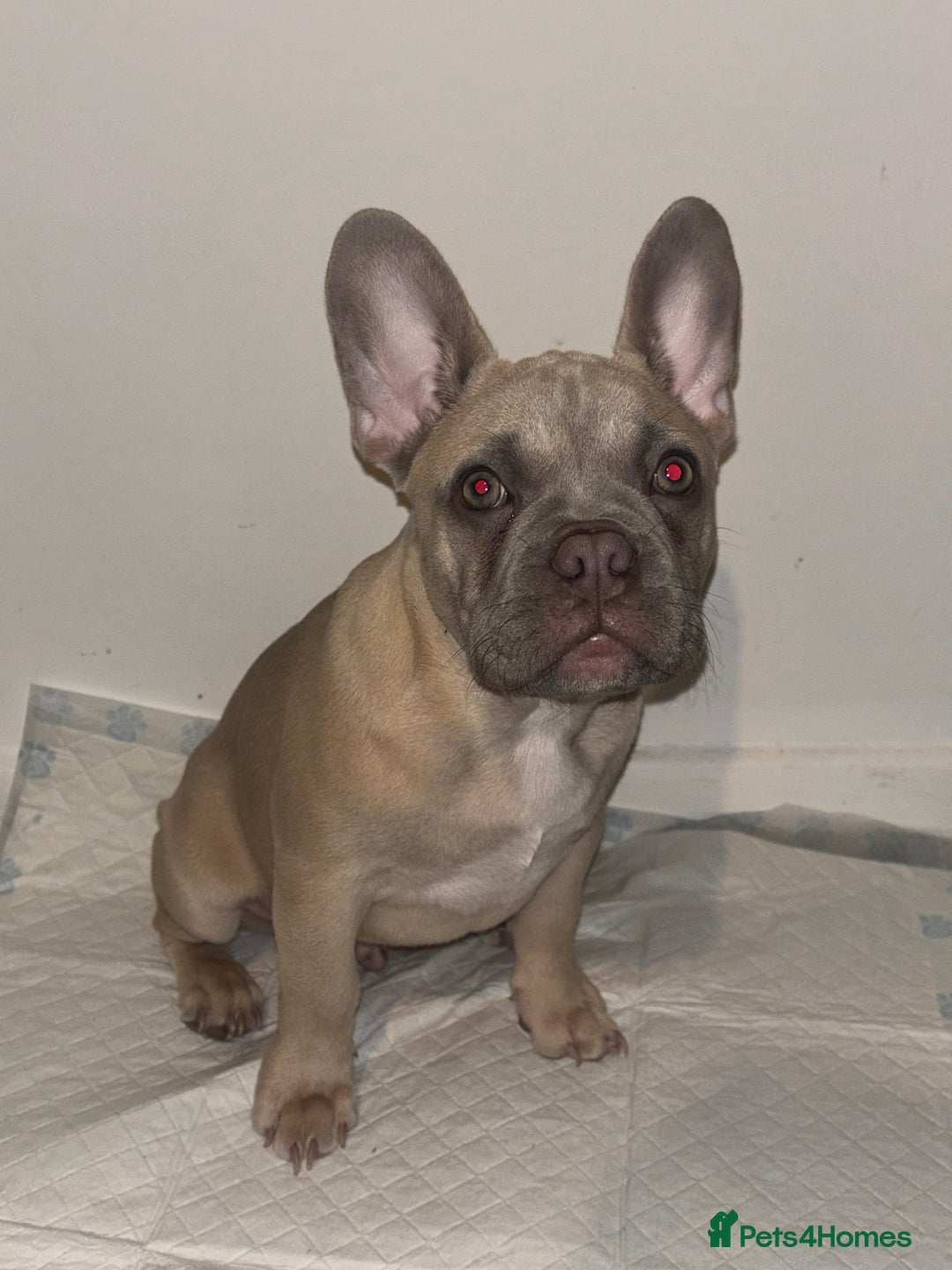 French Bulldog dogs for sale: 4 month old BOY French bulldog  - Image 5
