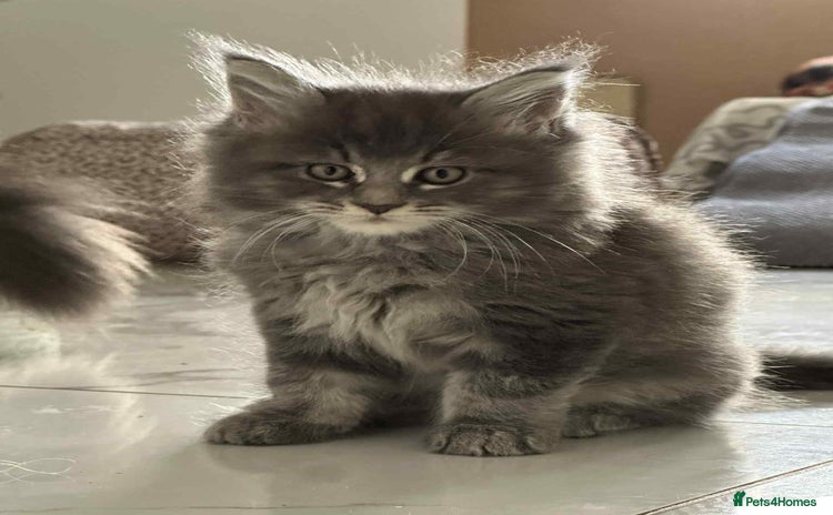 Maine Coon cats - Advert 15
