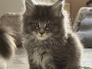 Maine Coon cats - Advert 36