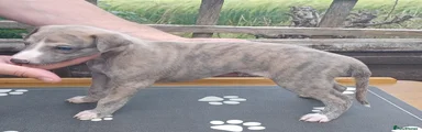 Whippet 2