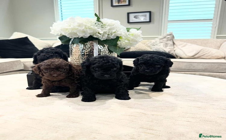 Toy Poodle dogs - Advert 16