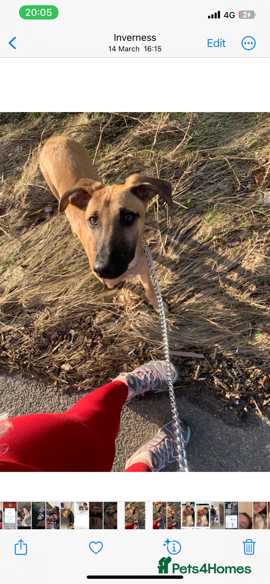 Mixed Breed dogs 10 month old male lurcher/saluki - Advert 4