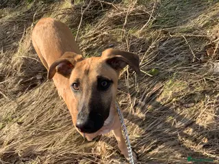 Mixed Breed dogs 10 month old male lurcher/saluki - Advert 4