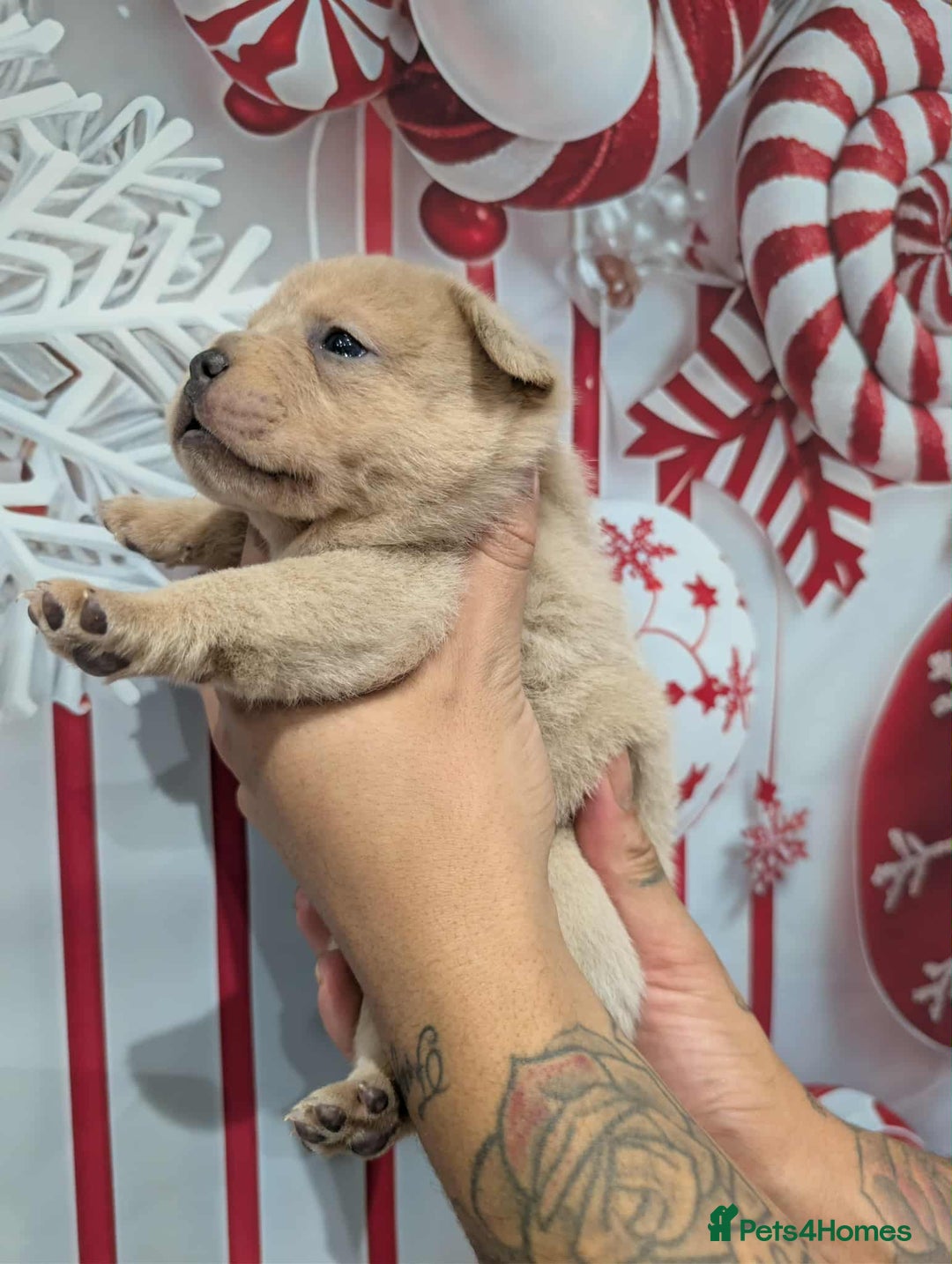 Chow Chow dogs for sale: French chows  - Advert 24