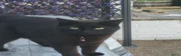 Mixed Breed cats for sale: Cats for rehoming  - Advert 5