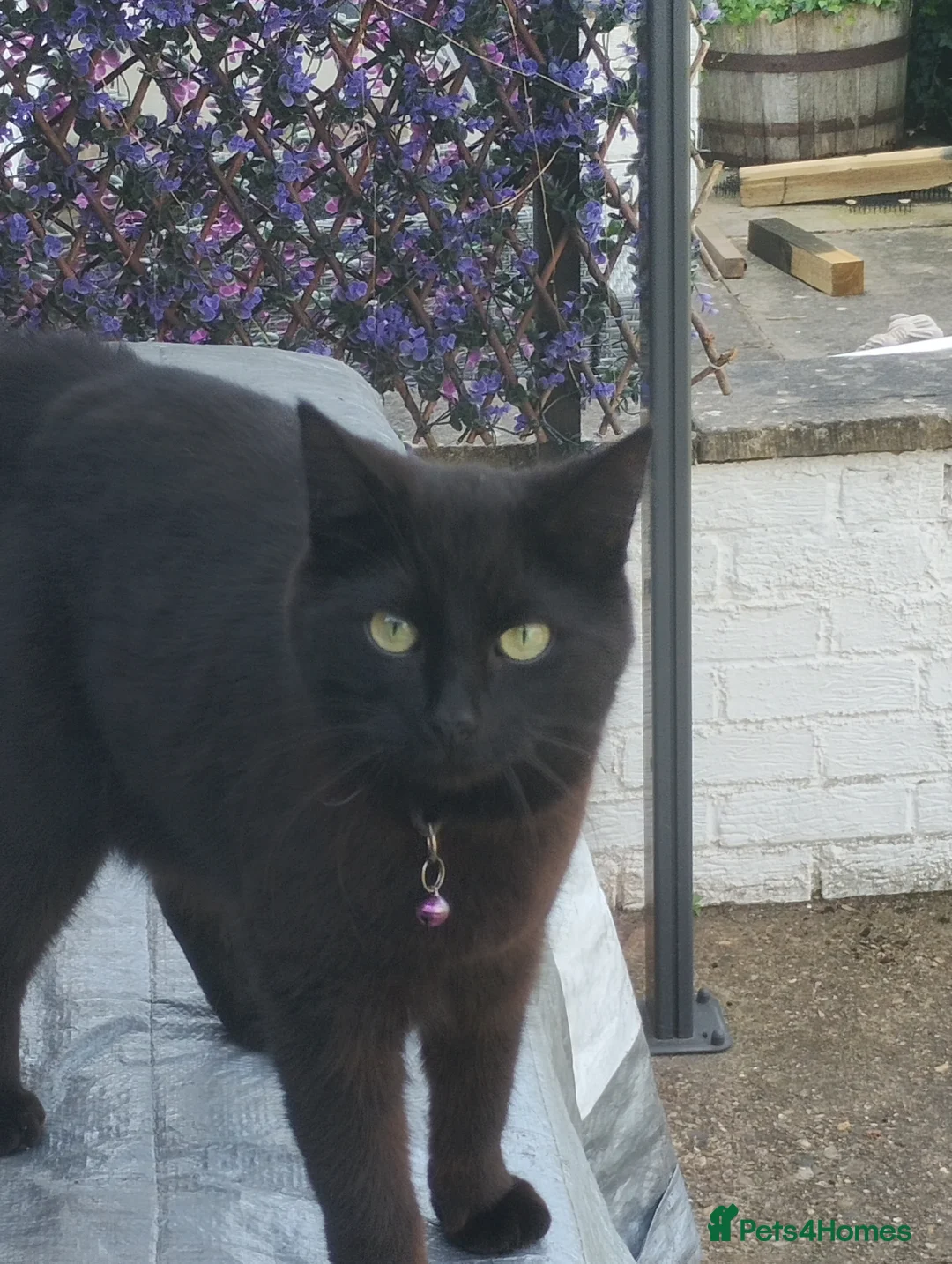 Mixed Breed cats for sale: Cats for rehoming  - Advert 5