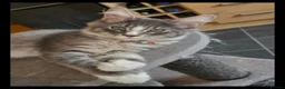 Maine Coon cats for sale: Beautiful Maine Coon Kittens - Advert 2