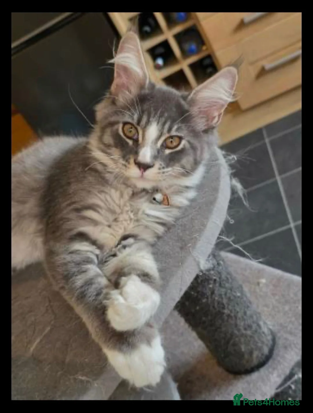 Maine Coon cats for sale: Beautiful Maine Coon Kittens - Advert 2
