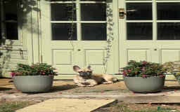 Frug dogs for sale: Frenchie/Pug cross, 18 months to two years old - Image 3