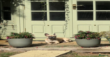Frug dogs - Advert 2