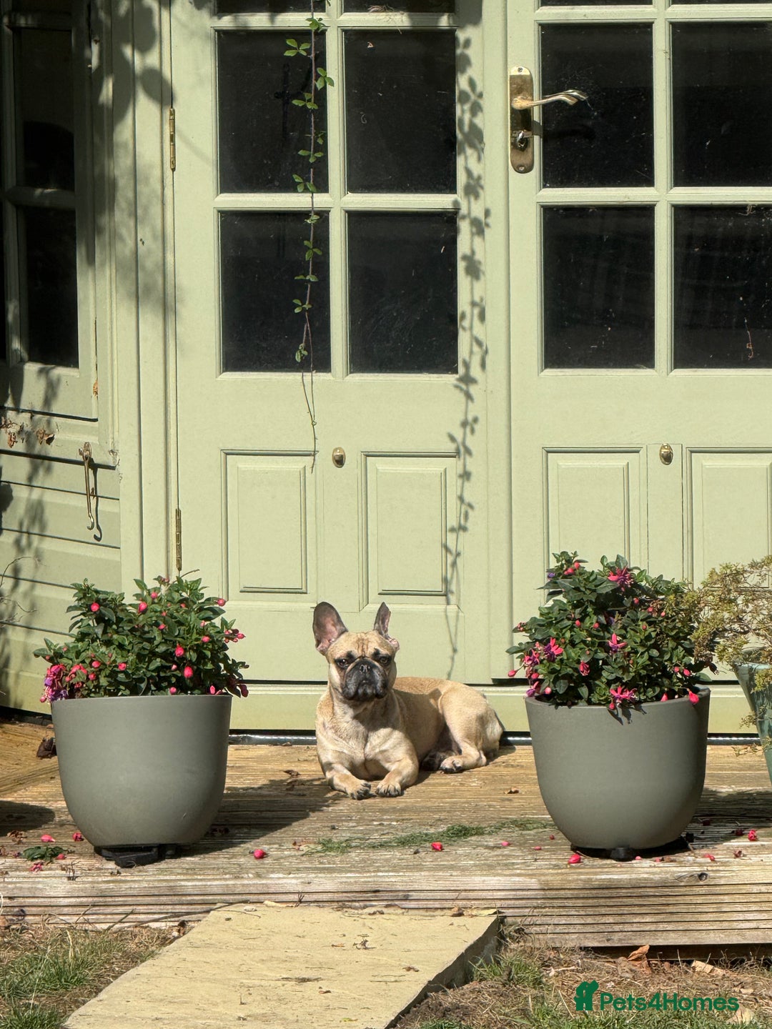 Frug dogs for sale: Frenchie/Pug cross, 18 months to two years old - Image 3
