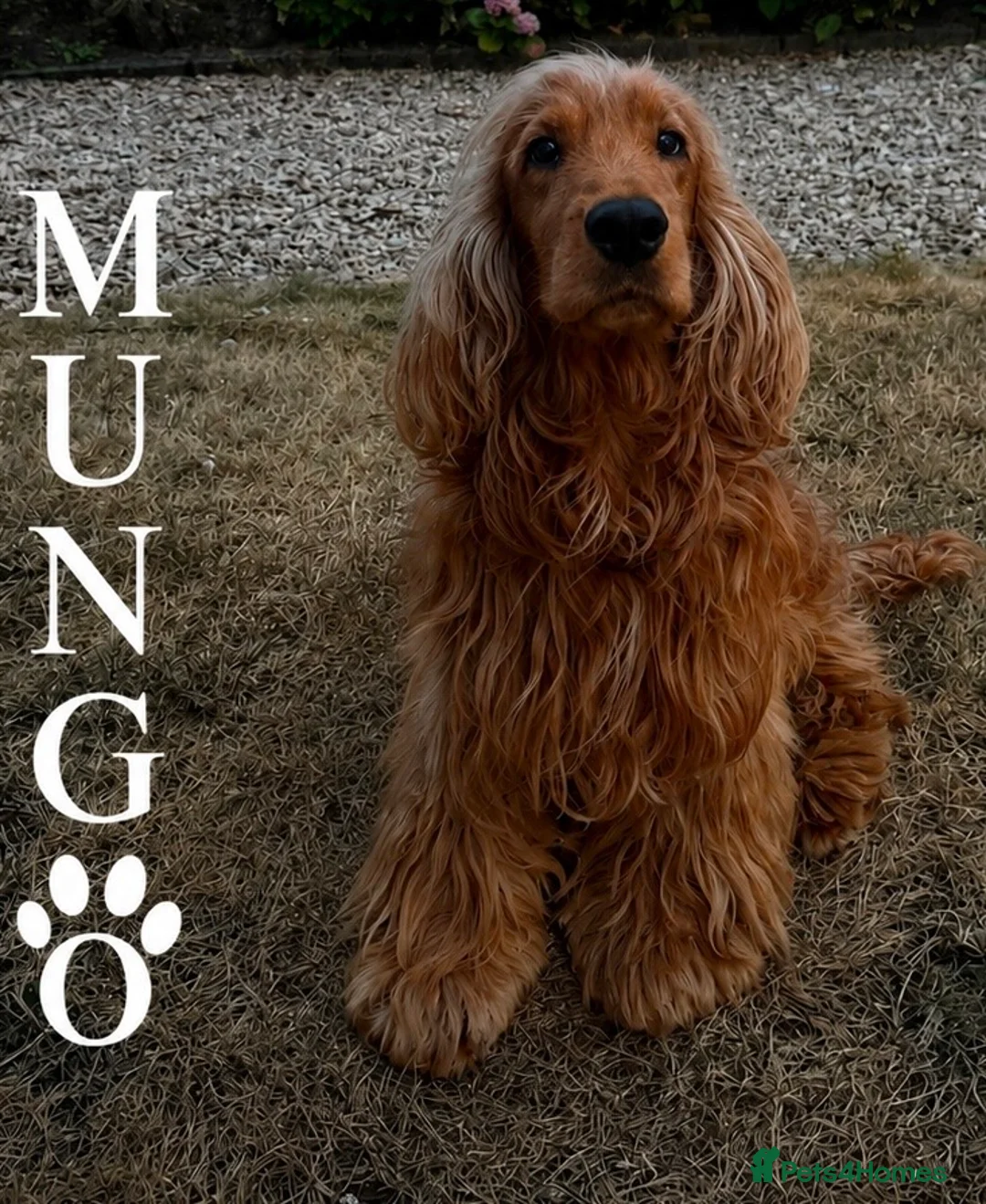 Cocker Spaniel dogs for stud: KC GOLDEN SHOW COCKER STUD BEST HEALTH TESTED - Advert 2