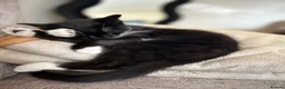 Domestic Shorthair cats for sale:  **  kitten  in Bolton - Advert 5