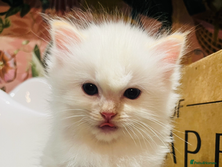 Ragdoll cats Ragdoll babies - Advert 3