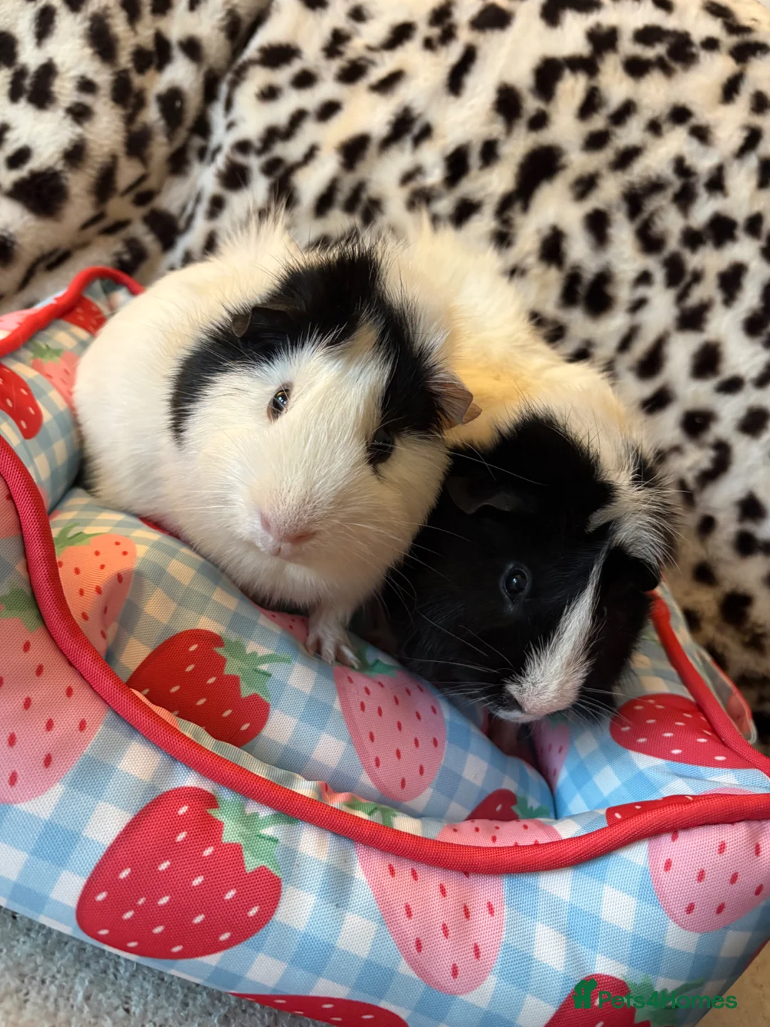 Guinea Pig rodents for sale: 2 male guinea pigs  - Advert 1