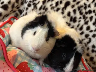 Guinea Pig rodents 2 male guinea pigs - Advert 5