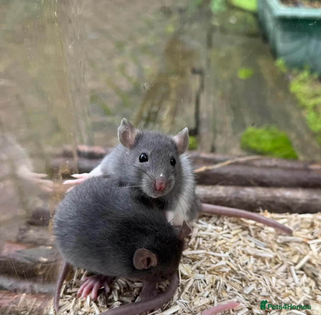 Rat rodents for sale: Gorgeous baby rats dwarf and full size Sheffield - Advert 1
