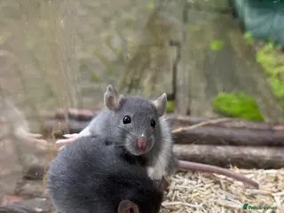 Rat rodents Gorgeous baby rats dwarf and full size Sheffield - Advert 1