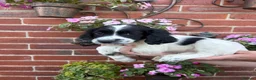 English Springer Spaniel dogs for sale:  KC registered English springer spaniel puppies - Advert 3