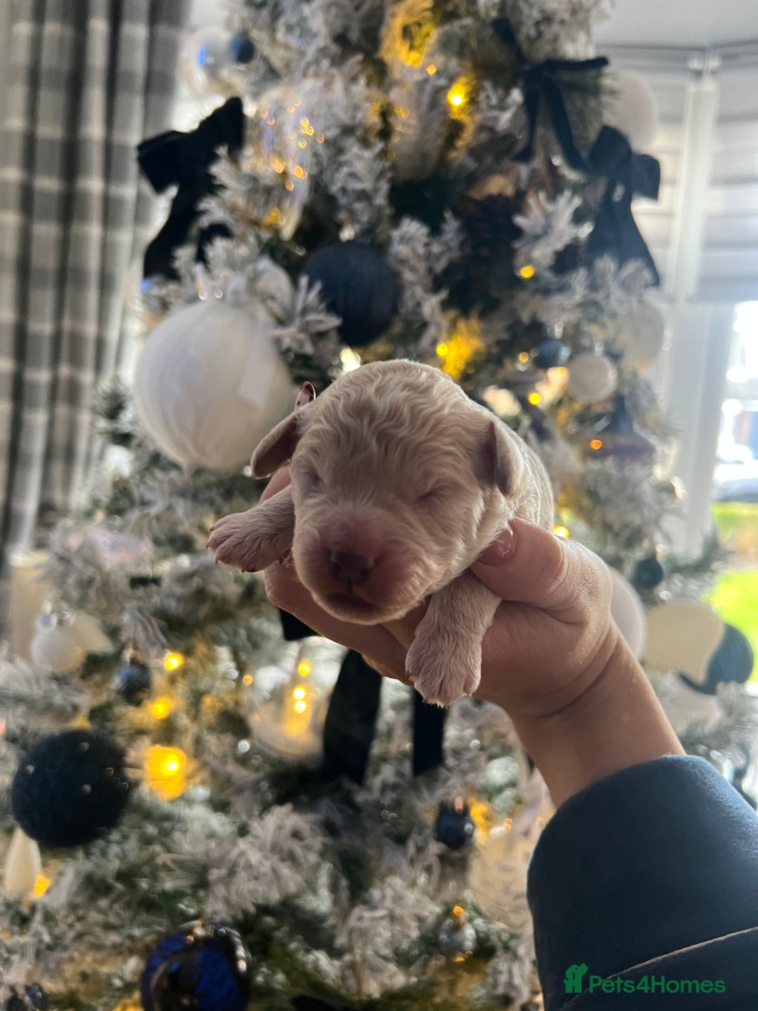 Cockapoo dogs for sale: Cockapoos for sale.  - Advert 2