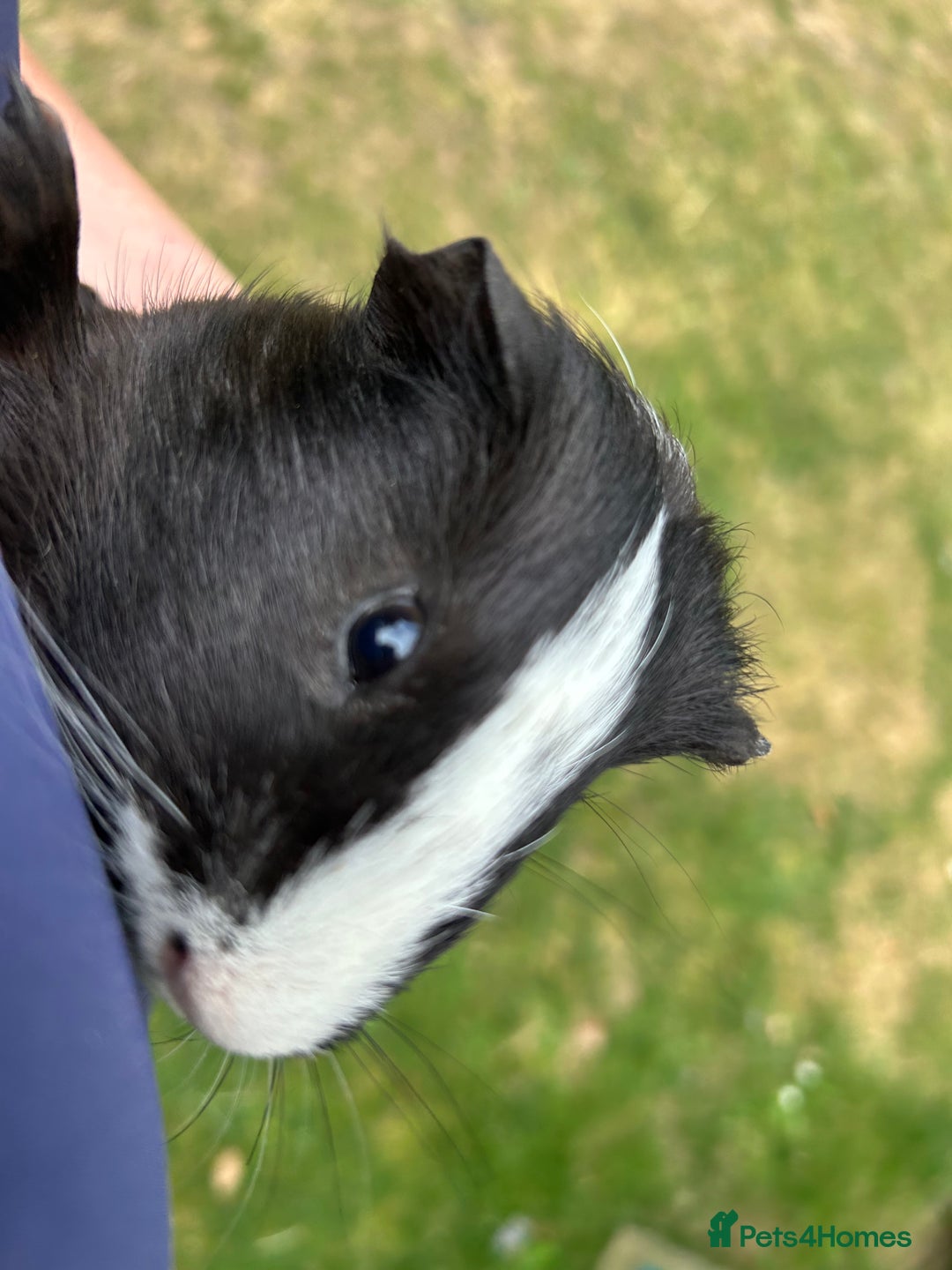Guinea Pig rodents for sale: 4 gorgeous male guinea pigs available - Image 4