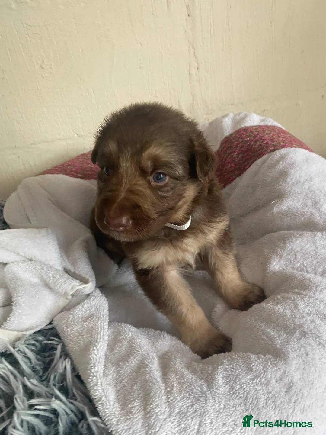 German Shepherd dogs for sale: German Shepherd puppies – Kennel Club registered - Advert 19
