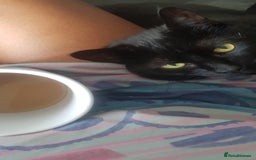 Manx cats for sale: Super affectionate Coco needs a loving home - Image 3