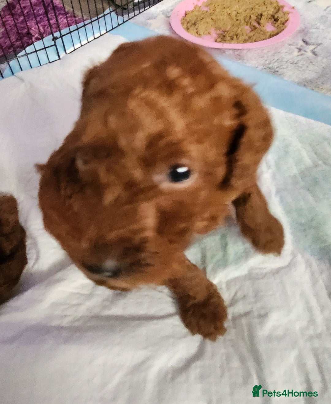 Miniature Poodle dogs for sale: Stunning red miniature poodle - Advert 38