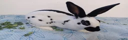 English rabbits for sale: Yurvac vaccinated baby English rabbit, ready now! - Advert 3