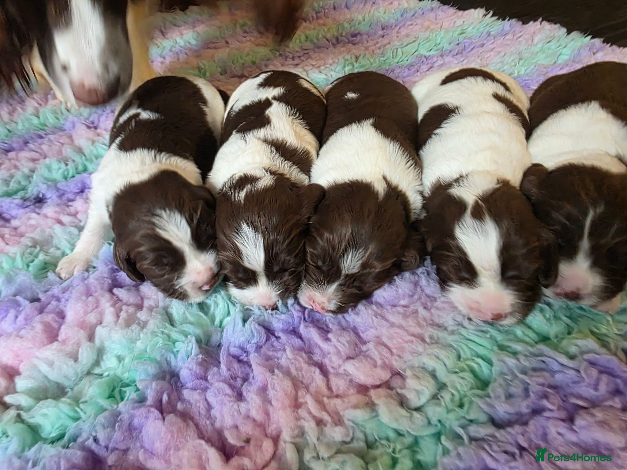 English Springer Spaniel dogs KC Health Tested, Home Reared 5 ⭐️ Liver Pups - Advert 1