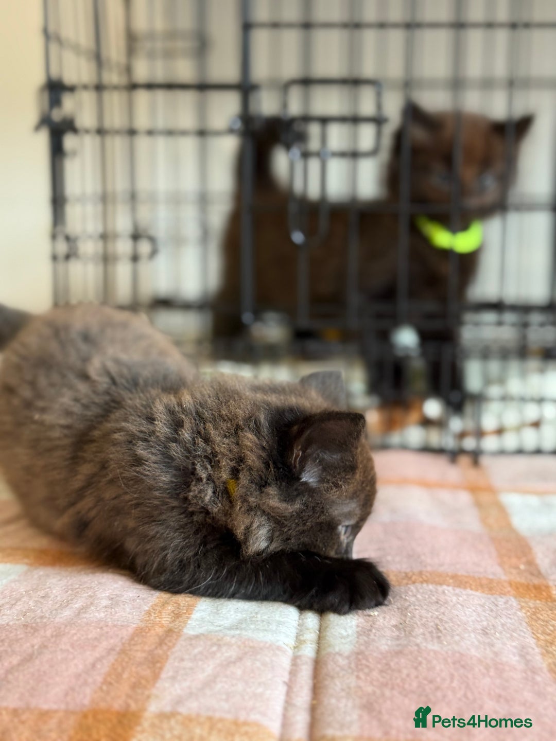 British Longhair cats for sale: Male  British long haired kittens - Image 1