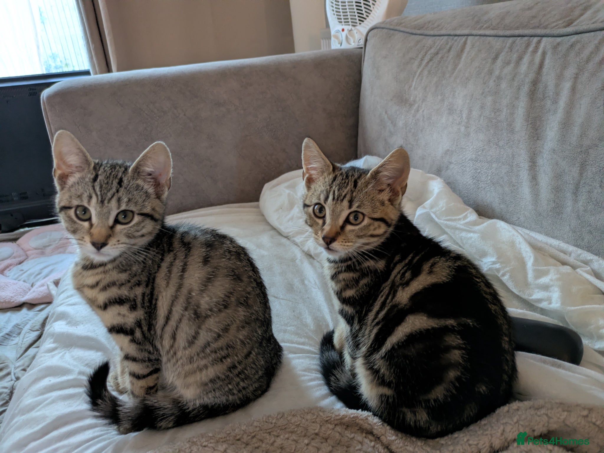 Bengal cats for sale: 3/4 BENGAL - READY TO GO!  - Advert 10