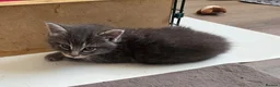 Mixed Breed cats for sale: 1 Norwegian Forrest x Persian Chinchilla kitten - Advert 9