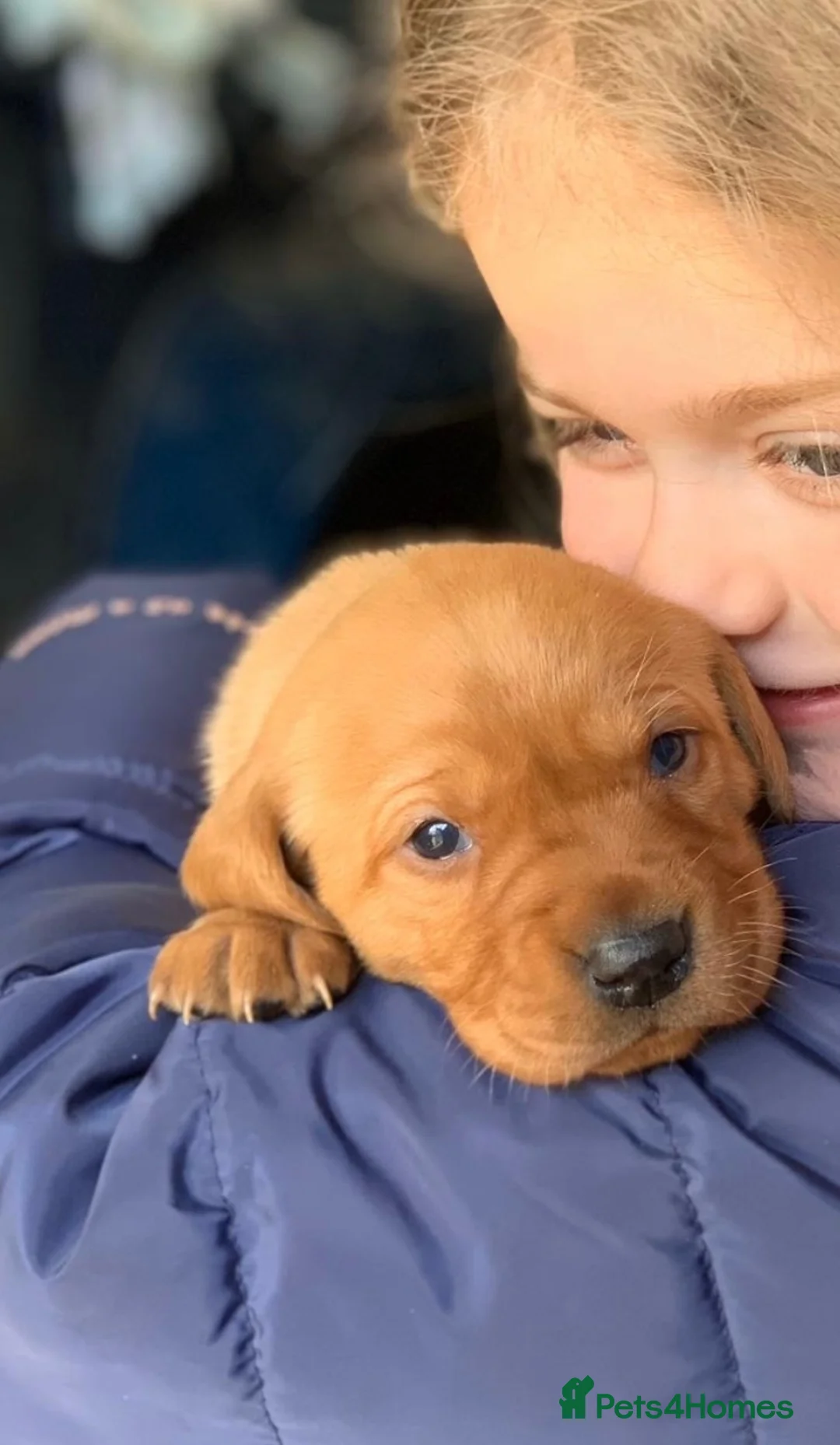 Labrador Retriever dogs for sale: 1 pedigree Labrador boy - Advert 2