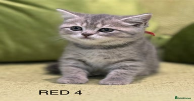 Scottish Fold cats - Advert 1