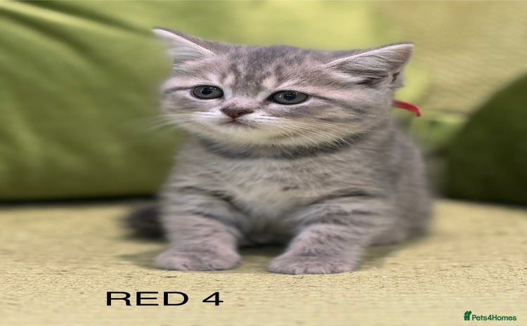 Scottish Fold cats - Advert 15