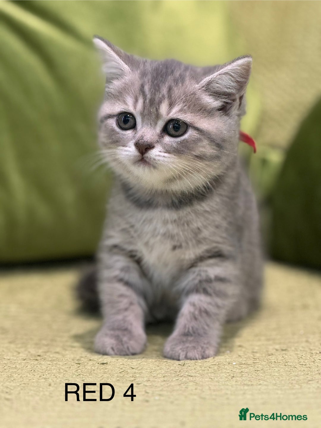 Scottish Fold cats for sale: Scottish fold/ Scottish striaght kittens  - Image 1